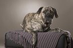 liegender Cane Corso