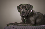 liegender Cane Corso