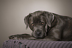 liegender Cane Corso