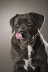 Cane Corso Portrait