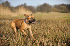 laufender Cane Corso