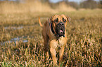 laufender Cane Corso