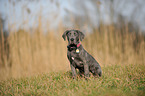 junger Cane Corso