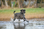 rennender Cane Corso