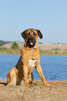 sitzender Cane Corso