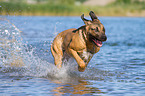 Cane Corso