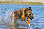 rennender Cane Corso