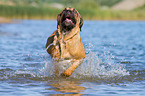 rennender Cane Corso