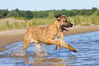 rennender Cane Corso