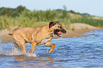 rennender Cane Corso