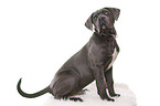 junger Cane Corso