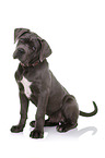 junger Cane Corso