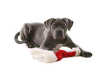 junger Cane Corso