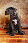 junger Cane Corso