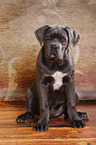 junger Cane Corso