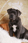 junger Cane Corso