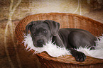 junger Cane Corso