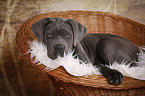 junger Cane Corso