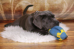 junger Cane Corso