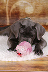 junger Cane Corso