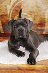 junger Cane Corso