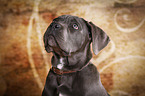 junger Cane Corso