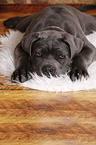 junger Cane Corso