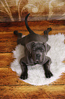 junger Cane Corso