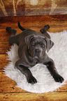 junger Cane Corso