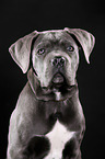 junger Cane Corso