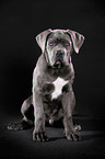 junger Cane Corso