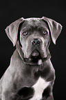 junger Cane Corso