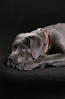 junger Cane Corso