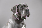 junger Cane Corso