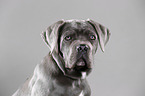 junger Cane Corso