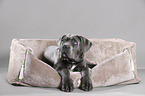 junger Cane Corso