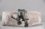 junger Cane Corso