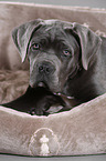 junger Cane Corso