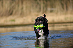 spielender Cane Corso