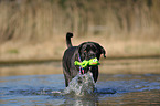 spielender Cane Corso