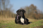 liegender Cane Corso