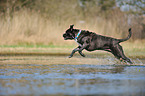 rennender Cane Corso