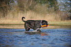 spielender Cane Corso