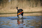 spielender Cane Corso