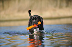 spielender Cane Corso