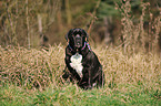 sitzender Cane Corso