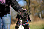 Cane Corso Portrait