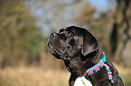 Cane Corso Portrait