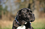 Cane Corso Portrait