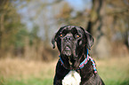 Cane Corso Portrait